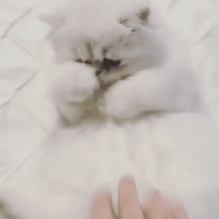 냥이 빡치게 하기.gif | 인스티즈