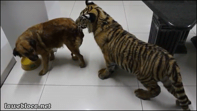 호기심 많은 새끼 호랑이.gif | 인스티즈