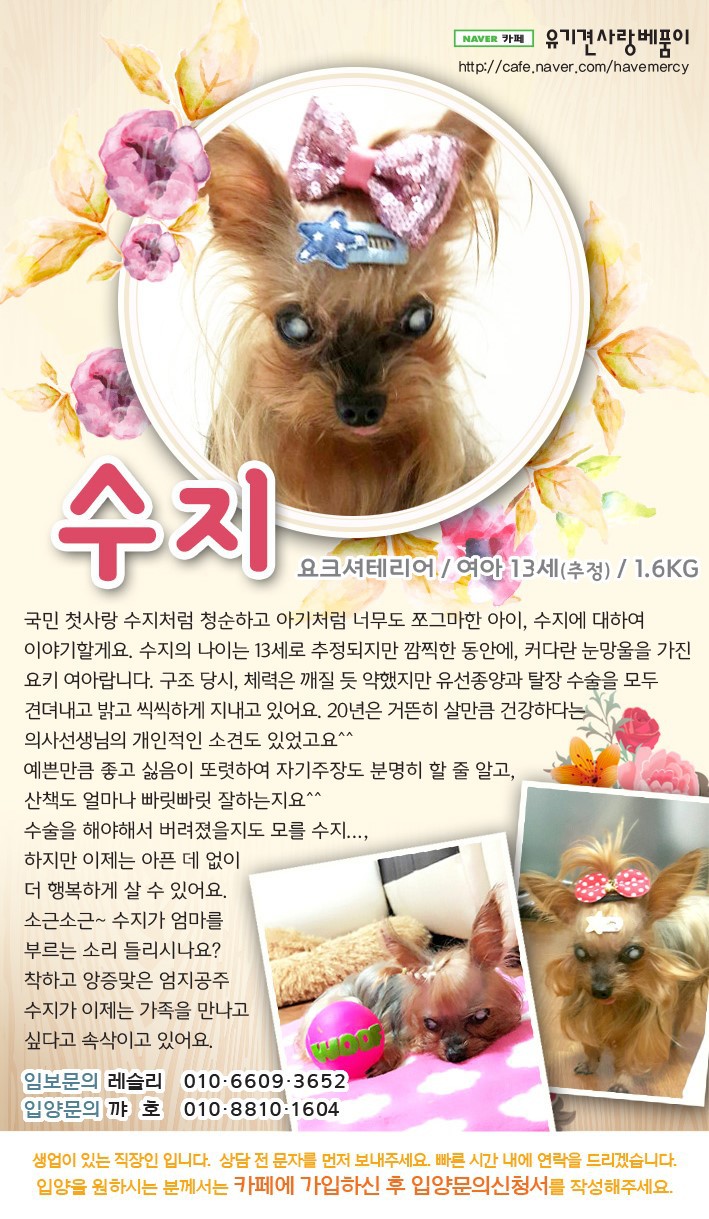 가족을 찾고 있는 중이에요! 다들 저희 한번 보고 가실래요? 유기견이지만 너무 사랑스러운 아이들 좀 뵈줘! | 인스티즈