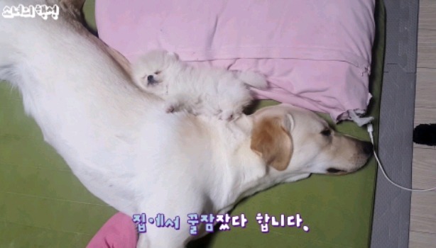 추워서 찡찡거리는 강아지 | 인스티즈