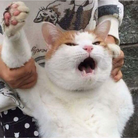 집 나갔다가 잡혀온 냥이.jpg | 인스티즈