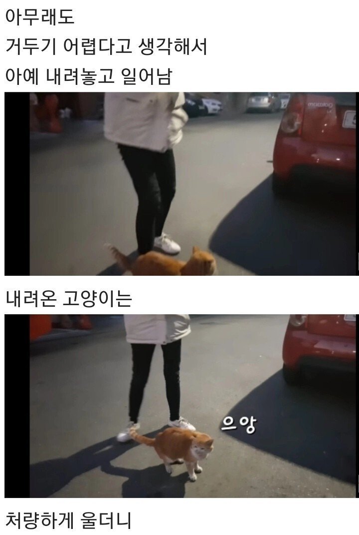 영하 10도의 바깥이 너무 추웠던 냥이 | 인스티즈
