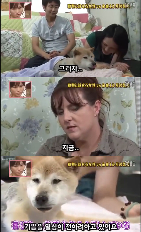 사고로 하반신 마비가되자 주인에게 비참하게 버림받은 시바견 사연 (애니멀 커뮤니케이터 하이디) | 인스티즈