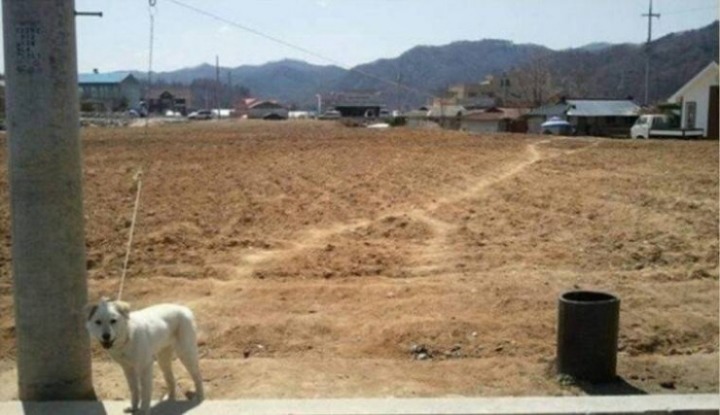 시골개가 혼자서 산책하는 방법 | 인스티즈