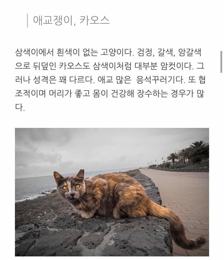 고양이 무늬별 격 .jpg | 인스티즈