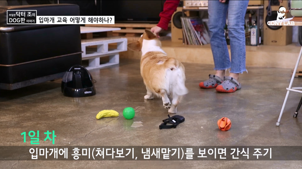 [영상] 강아지에게 거부감 안들게 입마개 교육하는 법! | 인스티즈