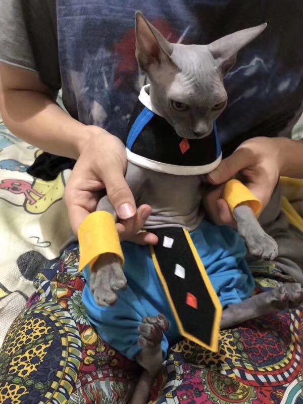 고퀄리티 코스프레.jpg | 인스티즈