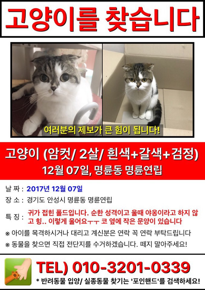 고양이를 찾습니다 (경기도 안성시) | 인스티즈