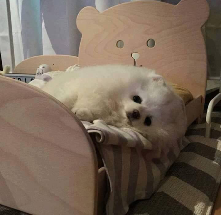 강아지용 침대를 사주면 안되는 이유 | 인스티즈