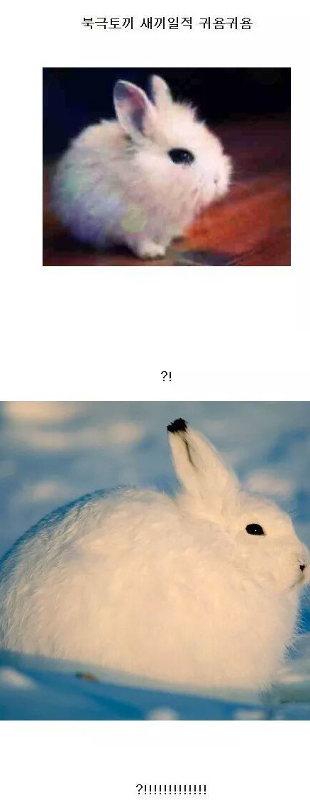 북극지방에 사는 토끼.JPG | 인스티즈