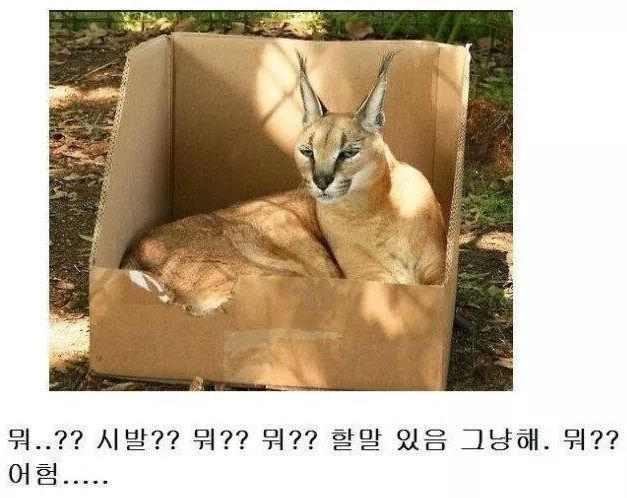 고양이과 동물의 공통점 | 인스티즈