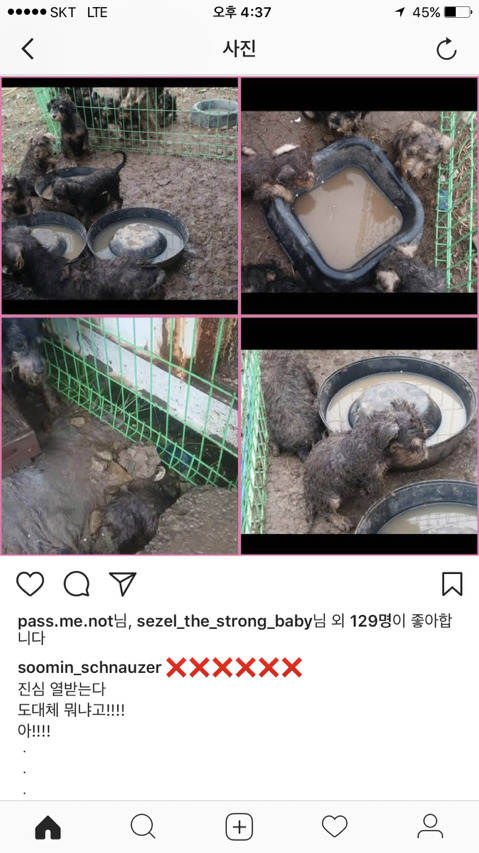 진해유기동물 보호소에 한꺼번에 몇십마리 슈나우저가 구조되어 들어왔어. 하필이면 계속 내리는 비에 온몸이 젖어 덜덜덜 떨고 있대... 한번만 봐줘 | 인스티즈