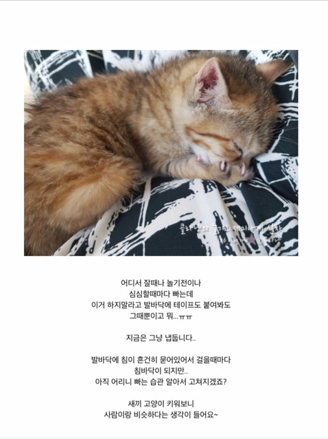 고양이도 손을 빤다는거 알았니? | 인스티즈