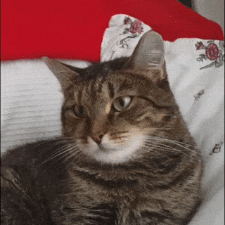 냥이 고장내는 법.gif | 인스티즈