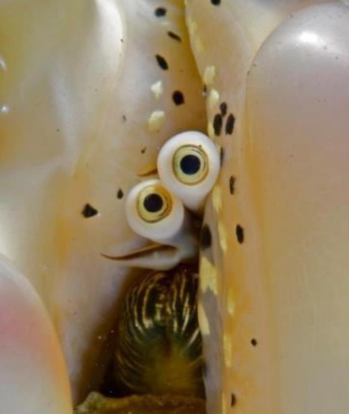 소라고둥의 눈 | 인스티즈