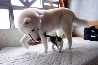 허스키의 고양이 육아일기 | 인스티즈
