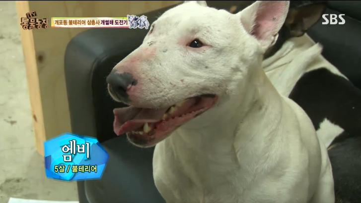 역대급 강아지 이름.jpg | 인스티즈