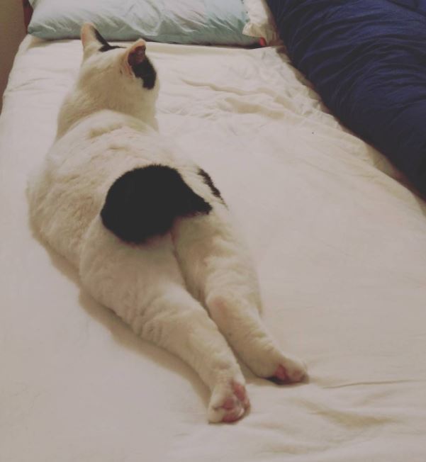엉덩이가 까만 야옹이.jpg | 인스티즈