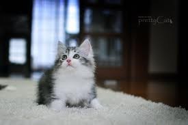 먹잇감이 없자 고양이를 노린 여우 | 인스티즈