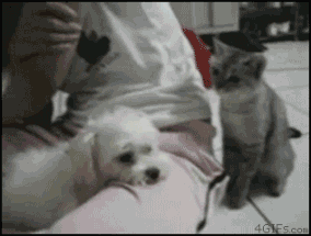 유일하게 냥아치의 횡포에 기죽지 않고 당하지않는 댕댕이 견종.gif | 인스티즈