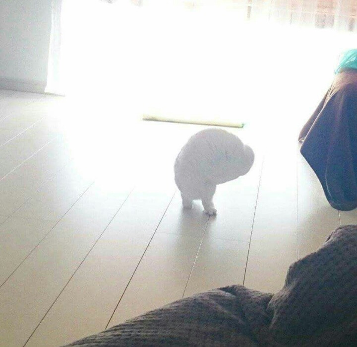 망한 고양이 사진대회 | 인스티즈