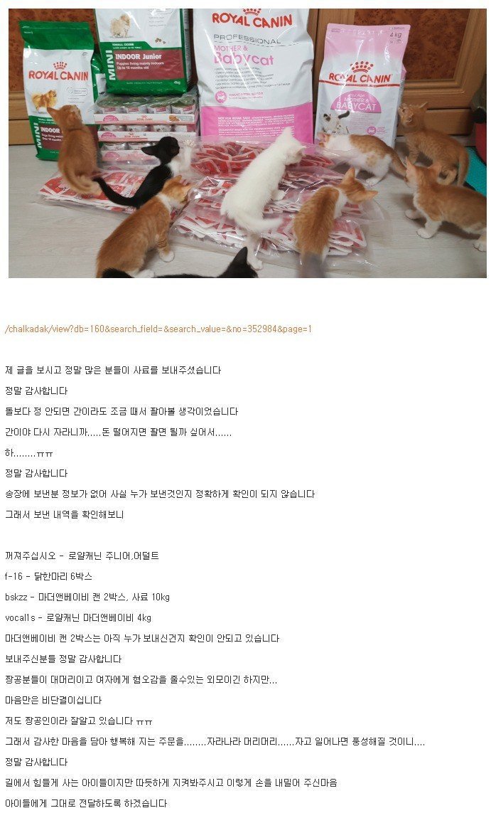 아기 고양이 17마리 키우게 생김...JPG | 인스티즈
