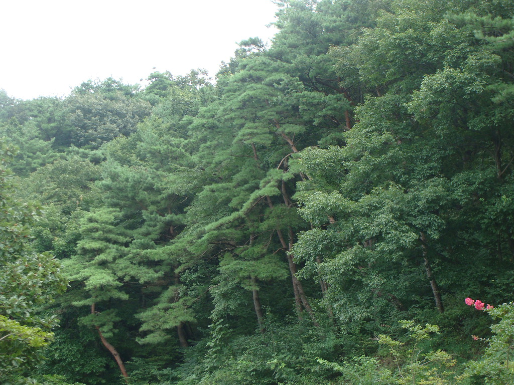 옹달샘 이미지