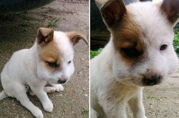 벌에 쏘여 퉁퉁 부은 강아지와 고양이들 | 인스티즈