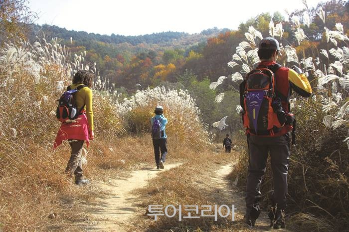 정선명주 이미지