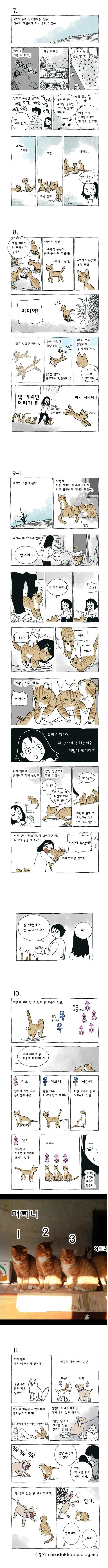 고양이 8마리와 살았다.jpg | 인스티즈